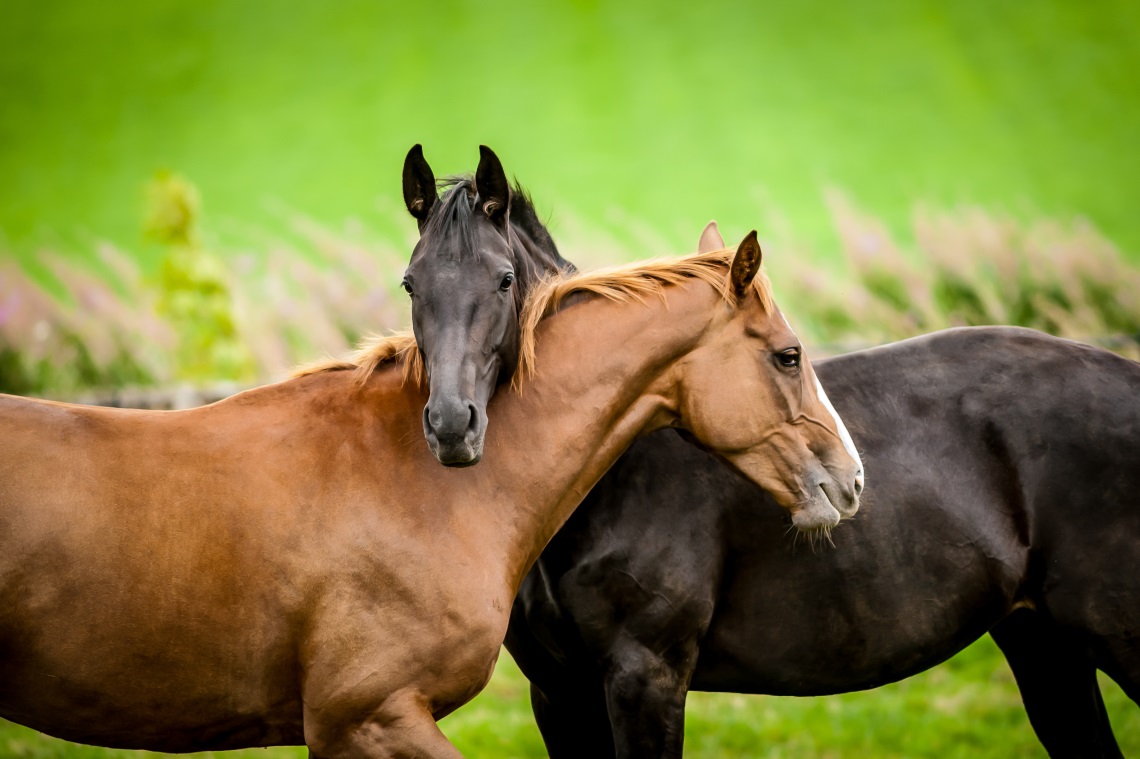 The Blind Horse