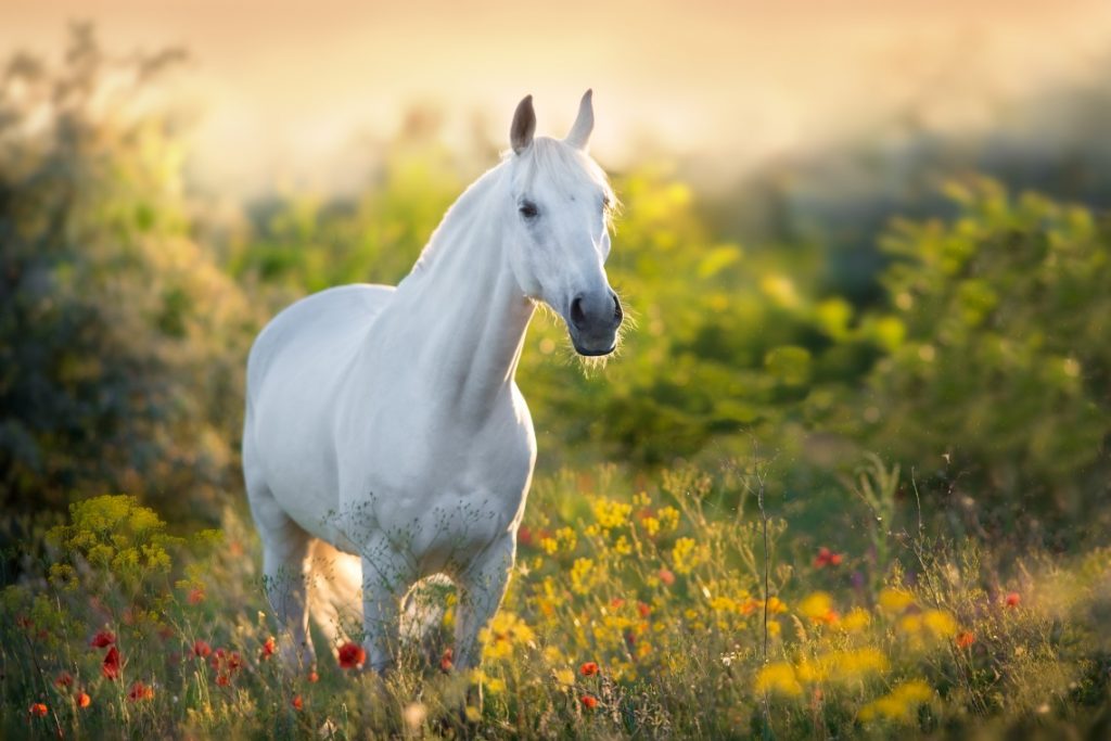 Eye Diseases - A Guide to Loving and Caring for Blind Horses